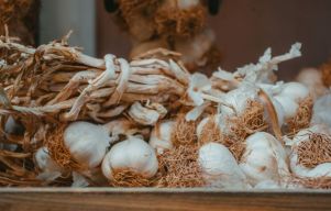 Garlic in a root cellar
