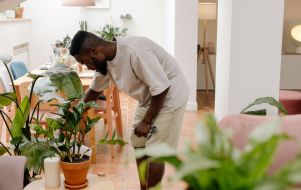 indoor plants