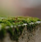 moss
