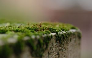 moss