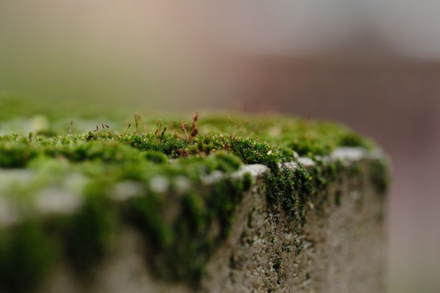 moss
