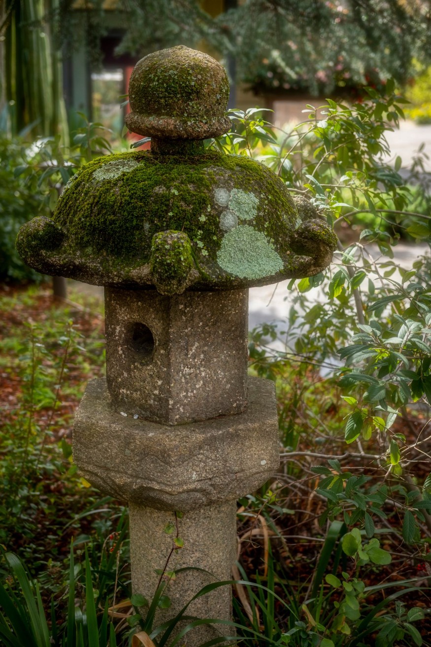 mossy area