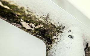 Mold at home