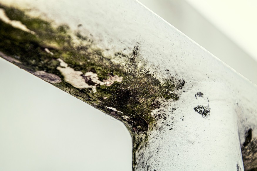 Mold at home