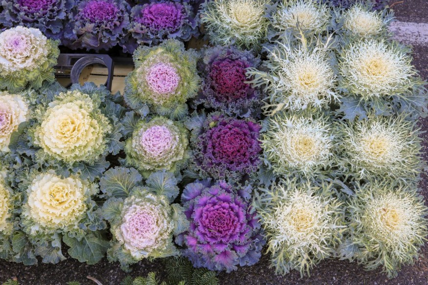 Flowers