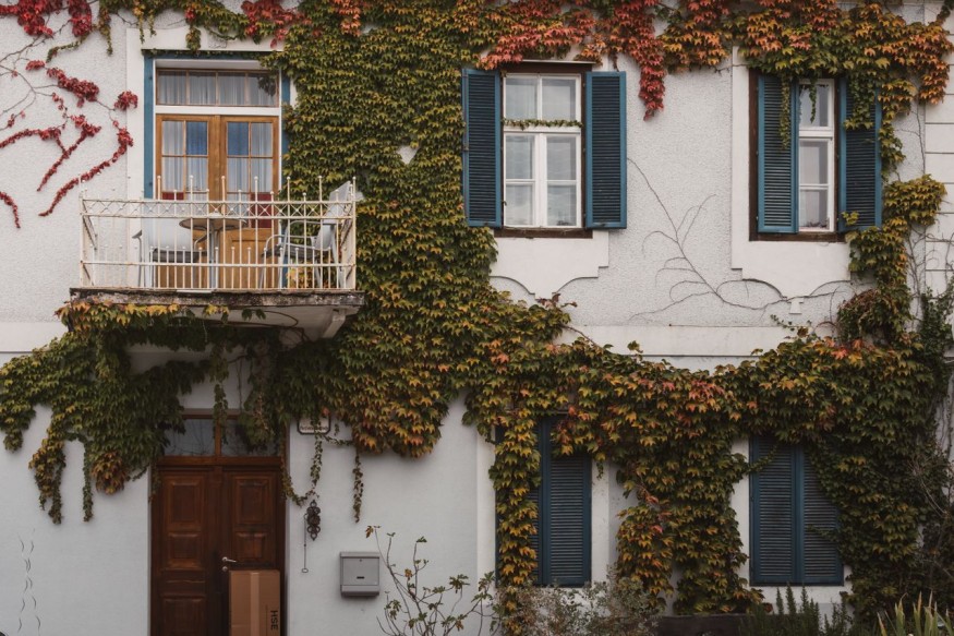 House with Ivy