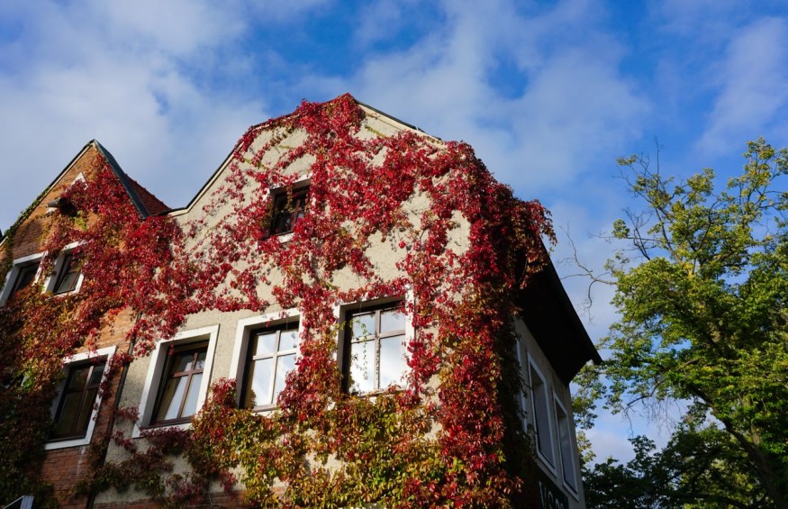 House with Ivy
